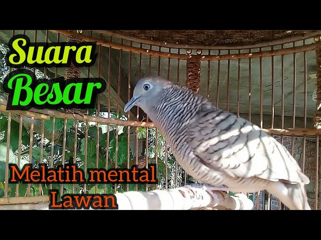 Ahli mengatasi macet BUNYI - Perkutut lokal Gacor suara besar || Turtle dove class=