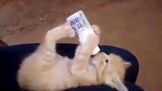 Süt Aşkı Bu Olsa Gerek