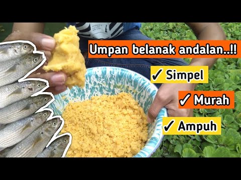 Cara Membuat Umpan Mancing Belanak