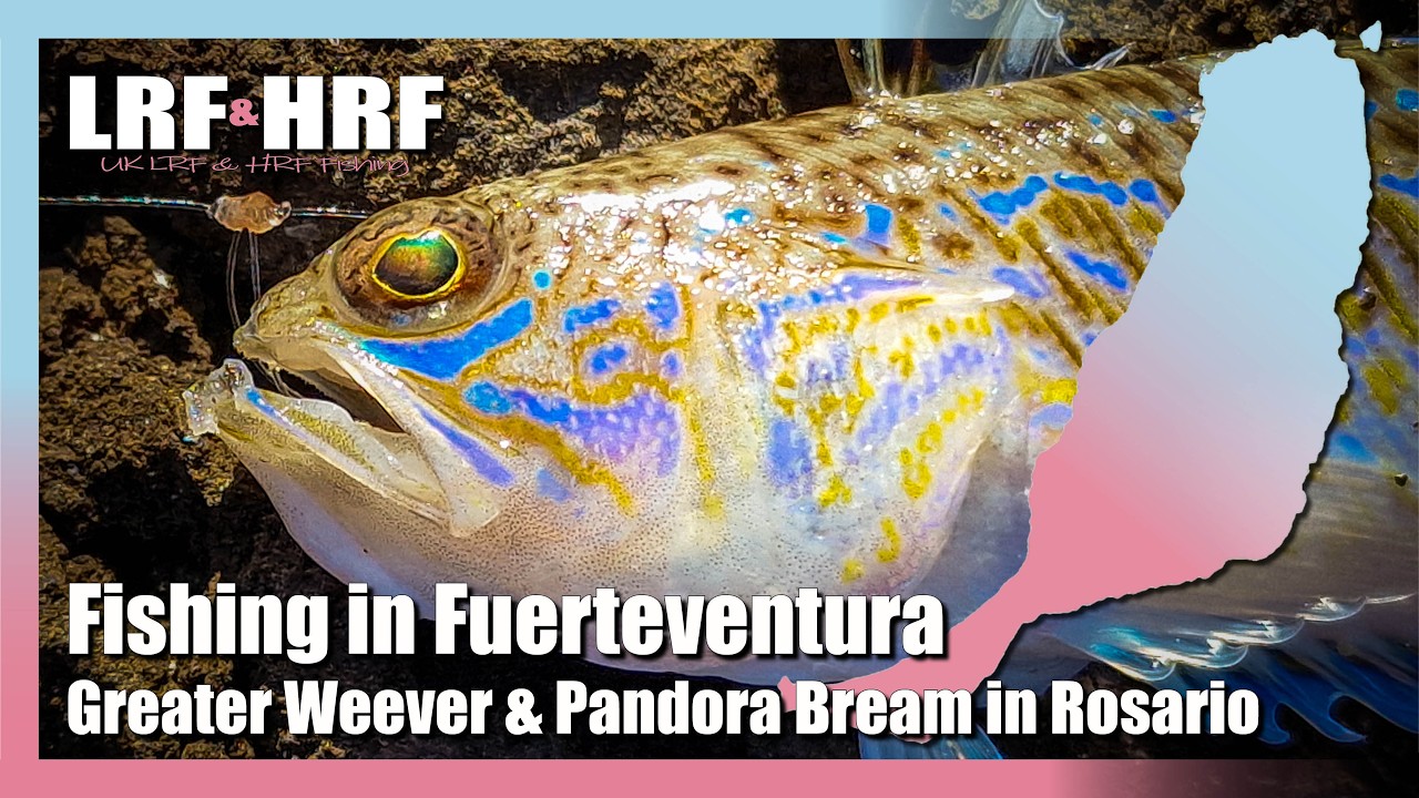 Fishing In Fuerteventura: Greater Weever & Pandora Bream in Puerto Del Rosario