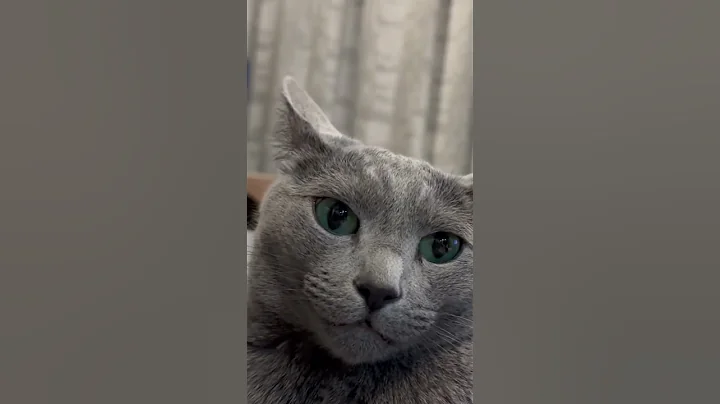 Video 7864851: russian blue cat kitten, munchkin kitten, kitten japanese