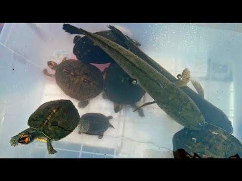 10 big turtles and fish together in my aquarium #turtle #aquarium #fish 