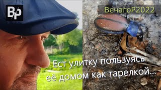 Жук завтракает улиткой🐌_ВечагоР2022.