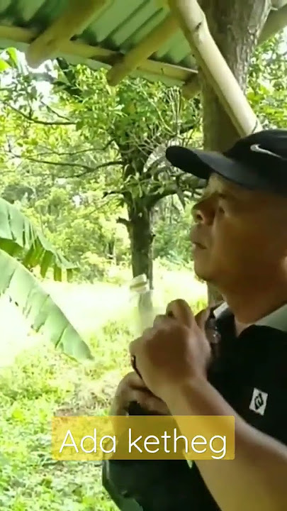 ▶️ ngapak Pemalang an