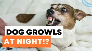 why does my dog growl at night?