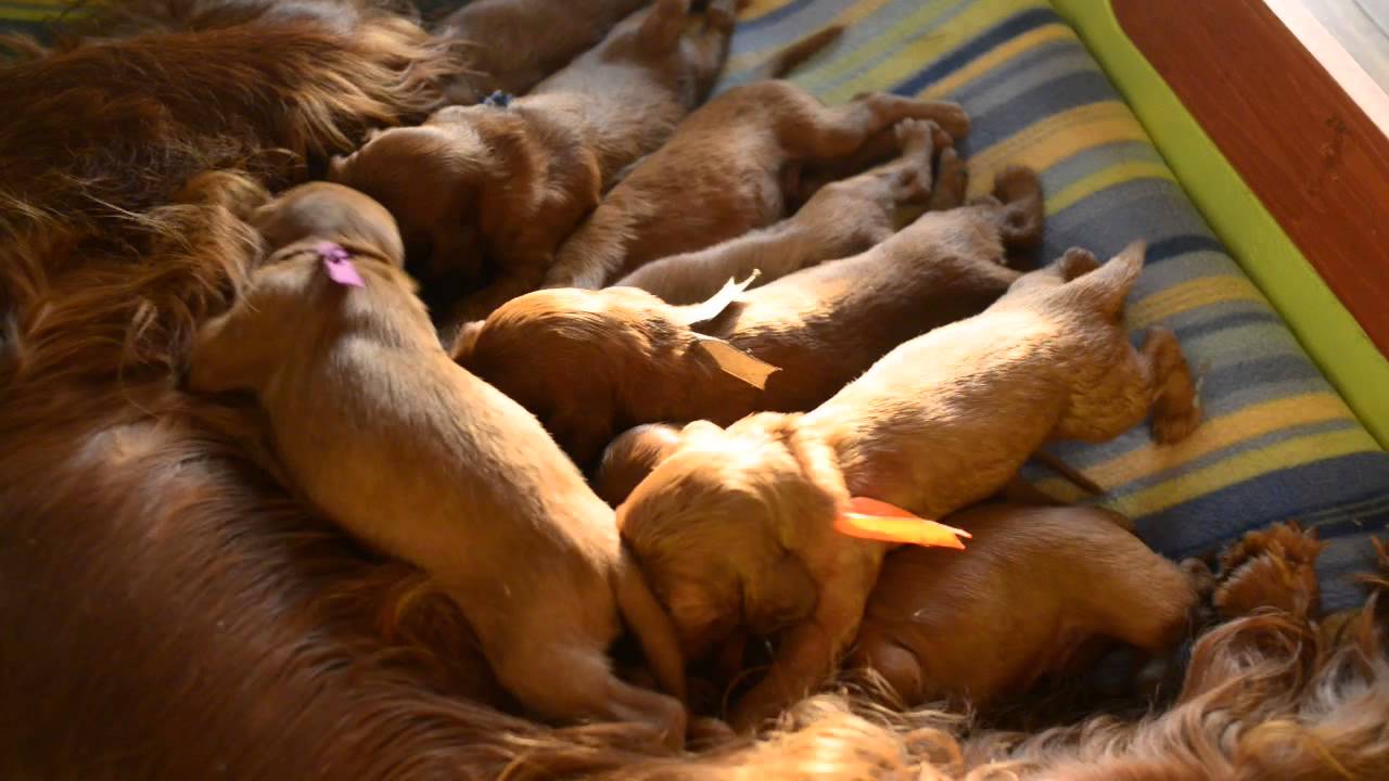 содержание щенка. чем можно кормить щенка в 1 месяц. в каком возрасте можно брать щенка. щенки ротвейлеры много. вес и рост щенка немецкой овчарки в 6 месяцев.