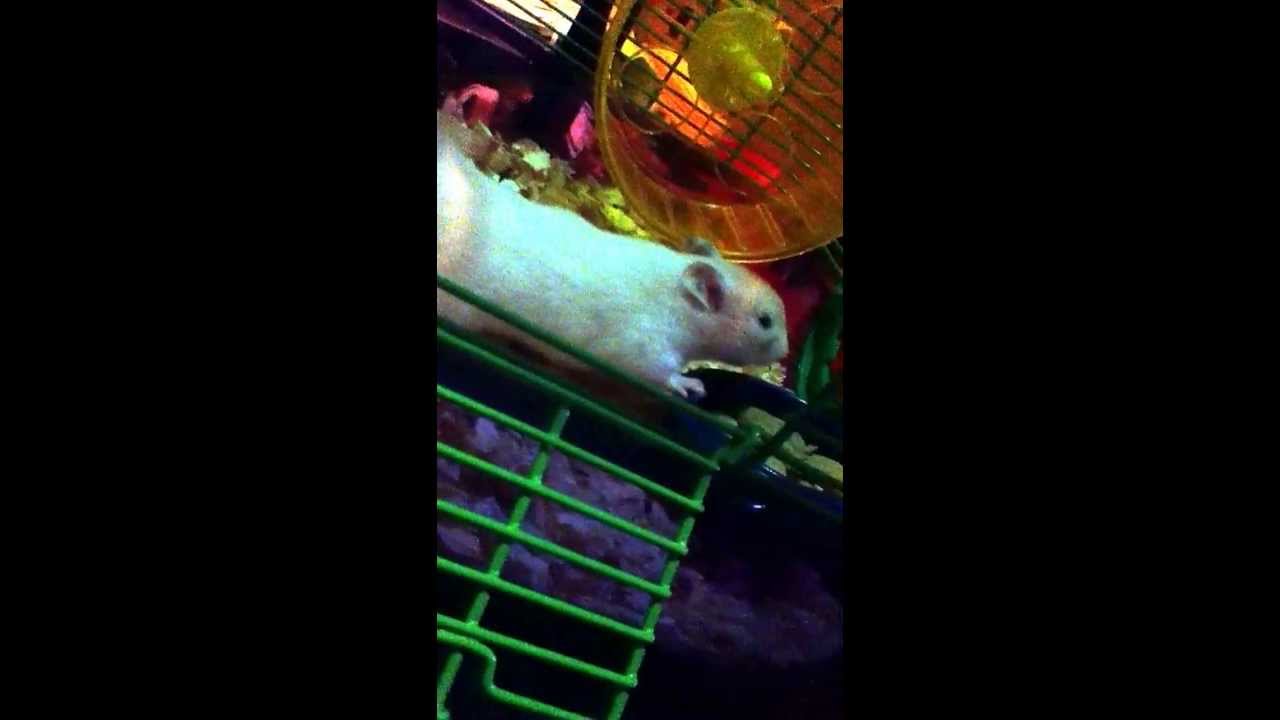 how to tell if your hamster is in heat YouTube