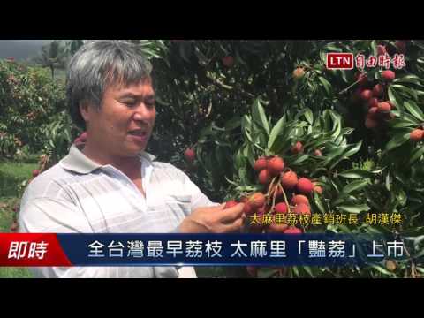 全台灣最早荔枝 太麻里「豔荔」上市 - 全台灣最早荔枝 太麻里「豔荔」上市