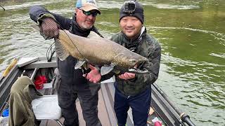 King salmon fishing in Michigan Manistee River 2023.10.15#kingsalmon #fishing #manistee #michigan