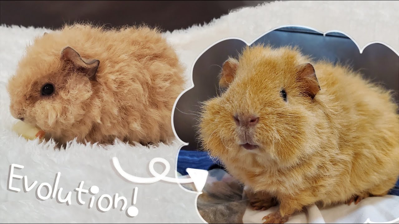 The teddy guinea pig has grown so big! - YouTube