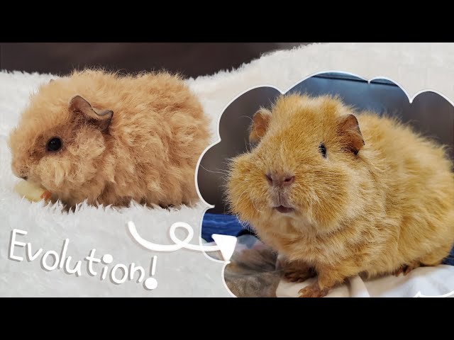 The teddy guinea pig has grown so big! - YouTube