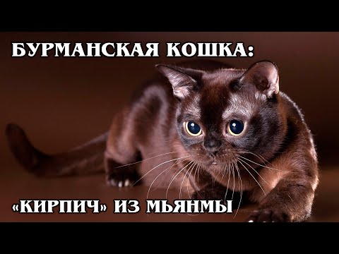 वीडियो: बर्मी यूरोपीय बिल्ली: प्रजातियों की विशेषताएं