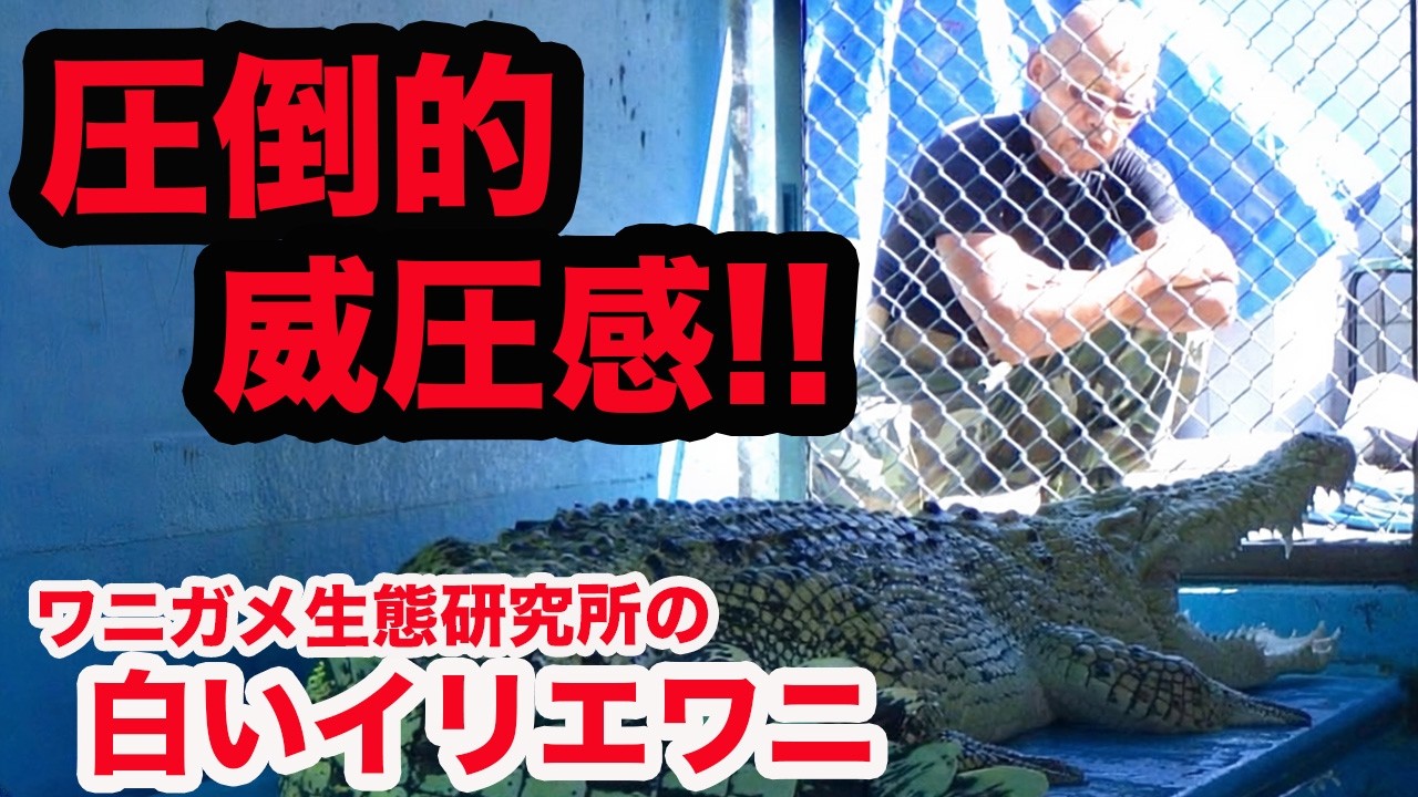 全長3m60㎝！！圧倒的な威圧感を醸し出す、白いイリエワニが登場