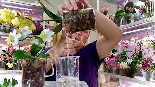 РАЗГОНОЧНЫЙ полив ОРХИДЕИ после пересадки орхидей в закрытую систему
