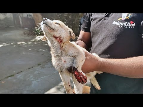 Degloved paw hardly slows down this little one!