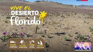Floración en el Desierto Región de Atacama