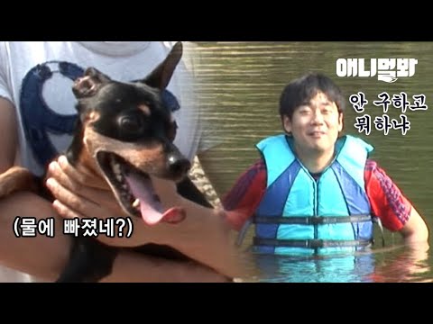 فيديو: دفقة! كلاب الماء