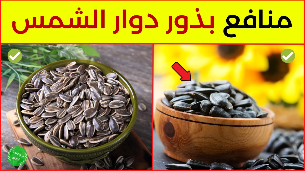 فوائد بذور دوار الشمس - هل تعلم ما هي فوائد اللب السوري المبهرة 13 فائدة ستدهشك!