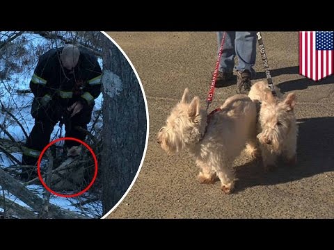 Dog rescue: Scottish terrier saves canine companion in real-life 'Lassie' story - TomoNews