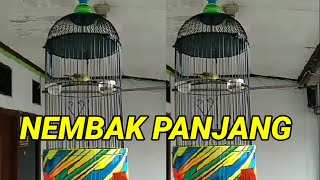 pleci nembak wit wit sejalur panjang | masteran pleci nembak sejalur buat G12