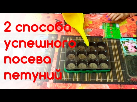 Посев петуний в грунт и торфяные таблетки