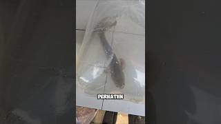 Beli Gak Nih Channa Asiatica Jumbo