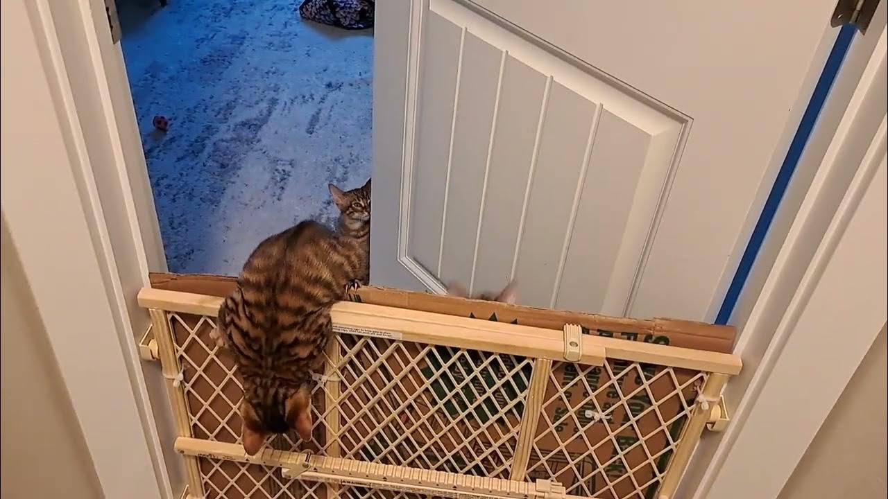 Baby gate no more YouTube