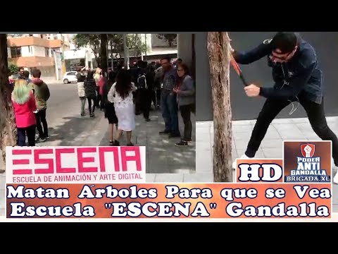 Matan Árboles Para