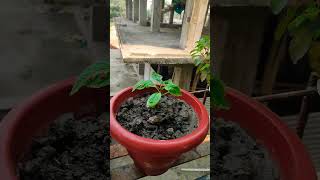 Please like and Subscribe my Channel. Gardening hobby #shorts #ytshorts #shortvideo #short #viral