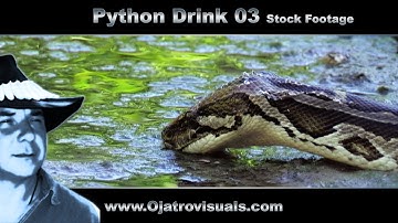 Python Drink 03 Stock Footage