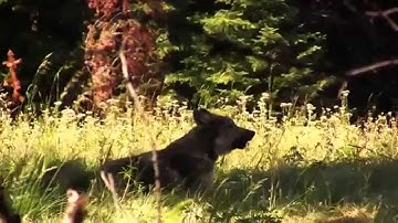 On all levels except physical, I am a human