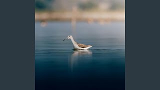 Lone Paddle
