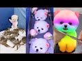 Tik Tok Chó Phốc Sóc Mini 😍 Funny and Cute Pomeranian #68