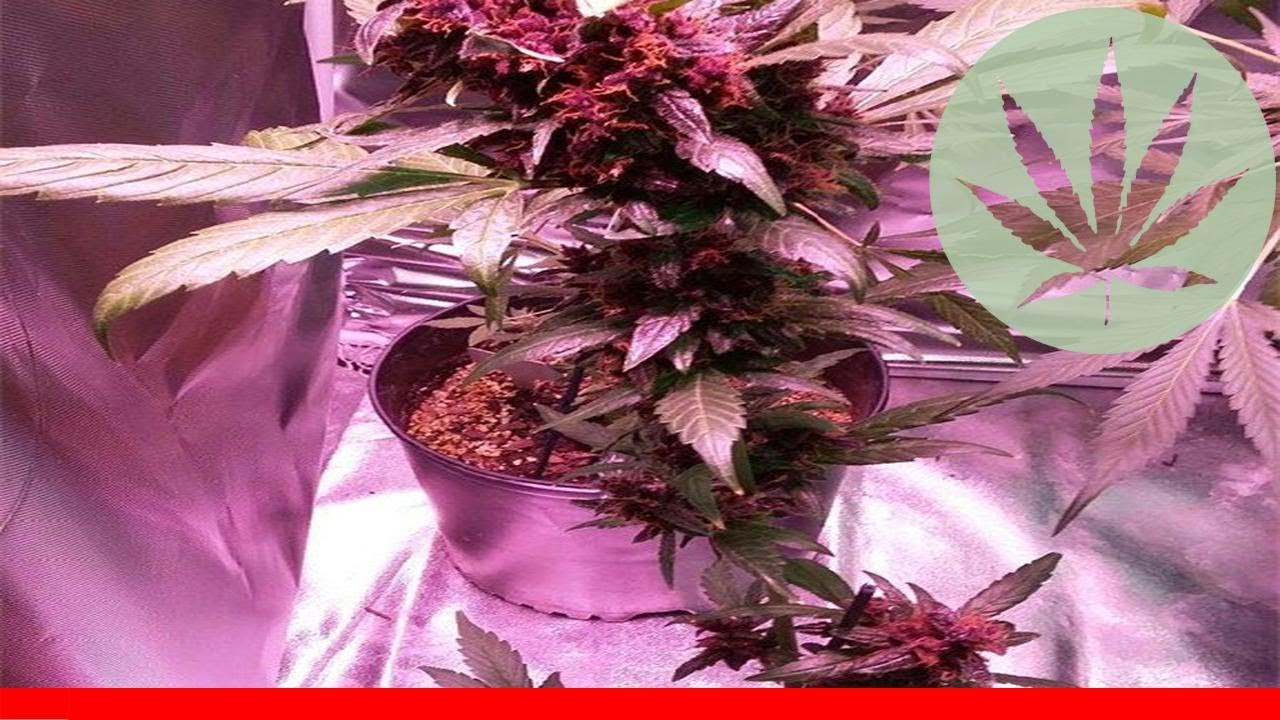 Red Poison - All About This Strain