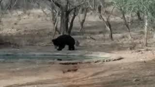 Good sighting of Sloth Bear in Zone 3 , Ranthambore National Park