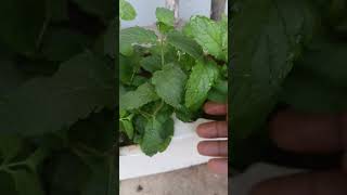 Bekaar pade thermokaul ke dabbe me mint plant ☘️☘️ ka growth 📈 #mintleaves