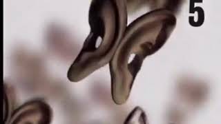 Los 10+ Pedidos - MTV (2001//2003)