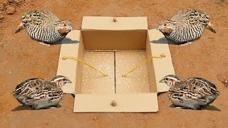 Easy Underground Quail Trap Using Cardboard Box  Simple Quick Bird Trap