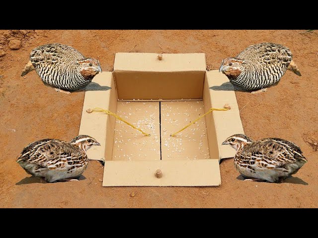 Easy Underground Quail Trap Using Cardboard Box - Simple Quick Bird Trap class=