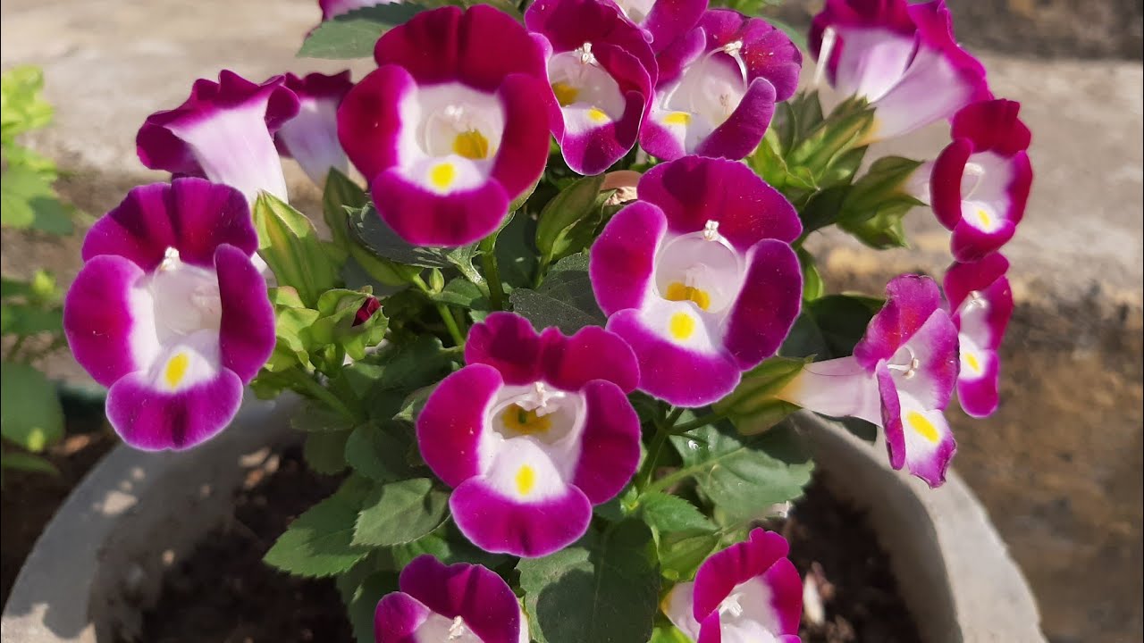 How to take care torenia flowering plant || torenia ki dekhbhal kaise