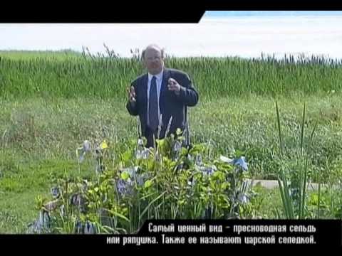 Городское путешествие.Переславль-Залесский.(10)