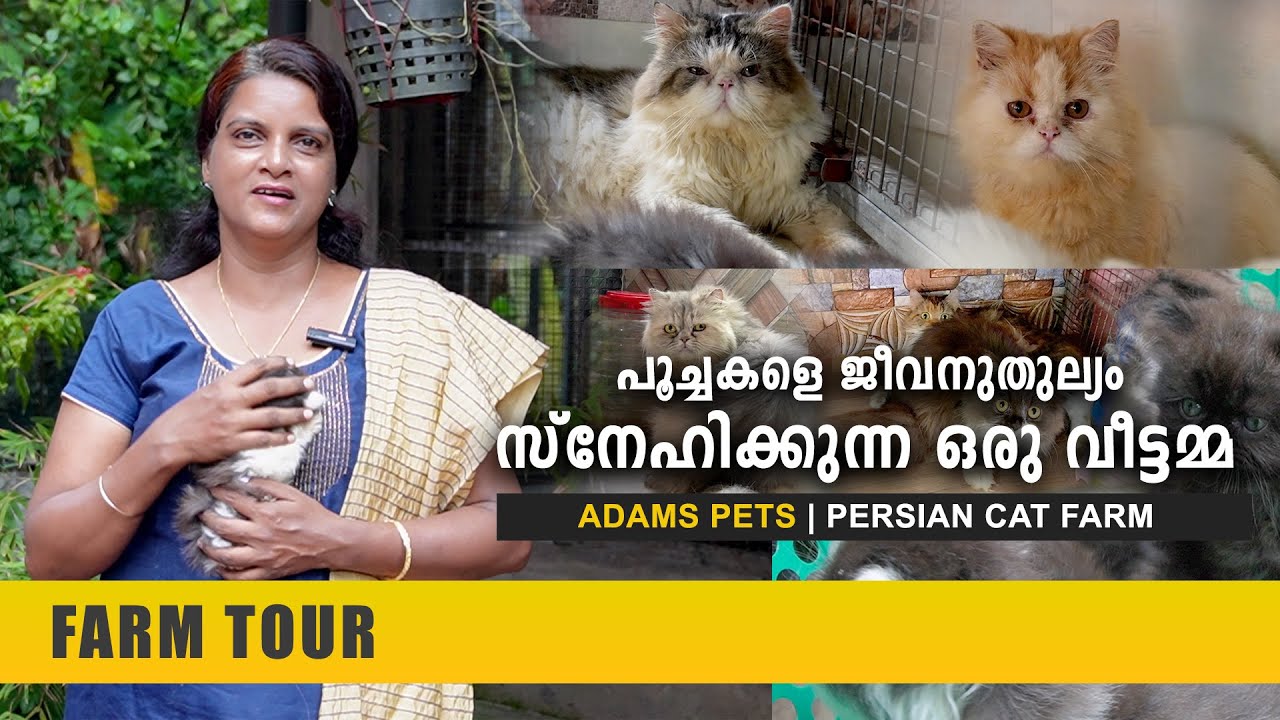 പൂച്ചകളെ ജീവനുതുല്യം സ്നേഹിക്കുന്ന ഒരു വീട്ടമ്മ | പേർഷ്യൻ പൂച്ചകൾ | Adams Pets | Persian Cat Farm
