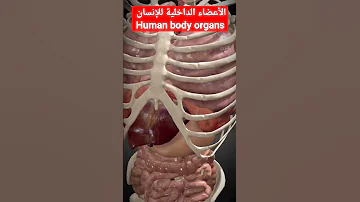 أعضاء الإنسان الداخلية 