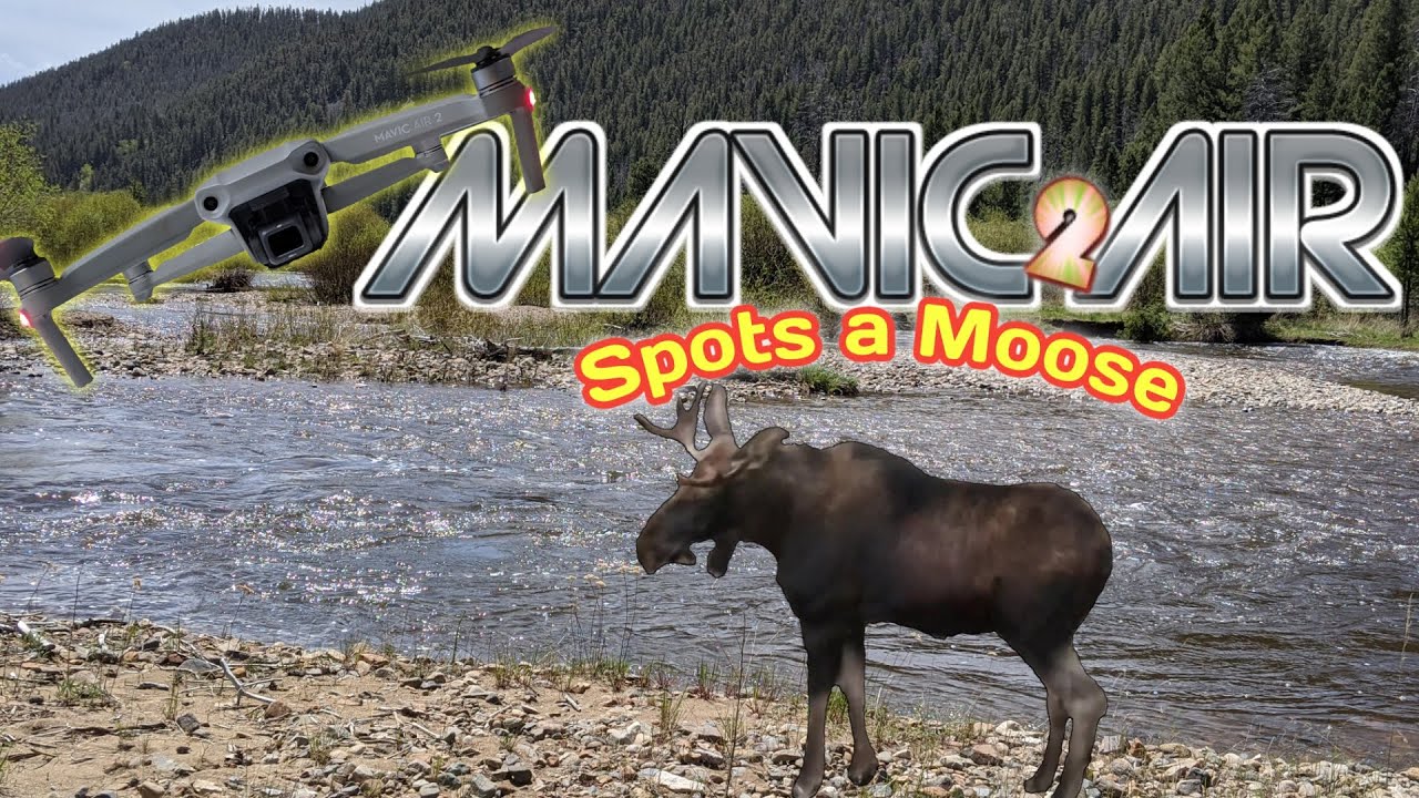 The Benefits Of Flying A Drone - I Found A Bull Moose