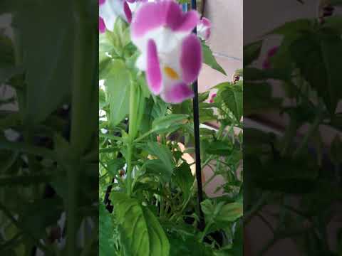 Video: Planta De Cultivo