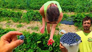 The Berry Harvest We've Been Waiting For