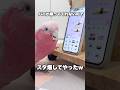 パパが構ってくれない💢LINE連投するオウムww【モモイロインコ】 #shorts