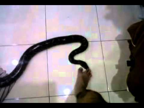 For Sale: Python Molurus 2.2 mtr JINAK TOTAL