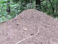 Formica sp. - Wood ants -  Bory Tucholskie (mound nest)