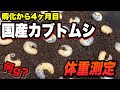 国産カブトムシ 4ヶ月目の幼虫エサ交換と体重測定【カブトムシ飼育】